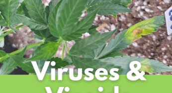 Viruses and Viroids: Is There A Difference?