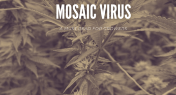 The Rise in Alfalfa Mosaic Virus