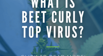 What is Beet Curly Top Virus