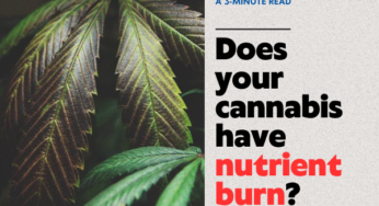 Does Your Cannabis Plant Have Nutrient Burn?