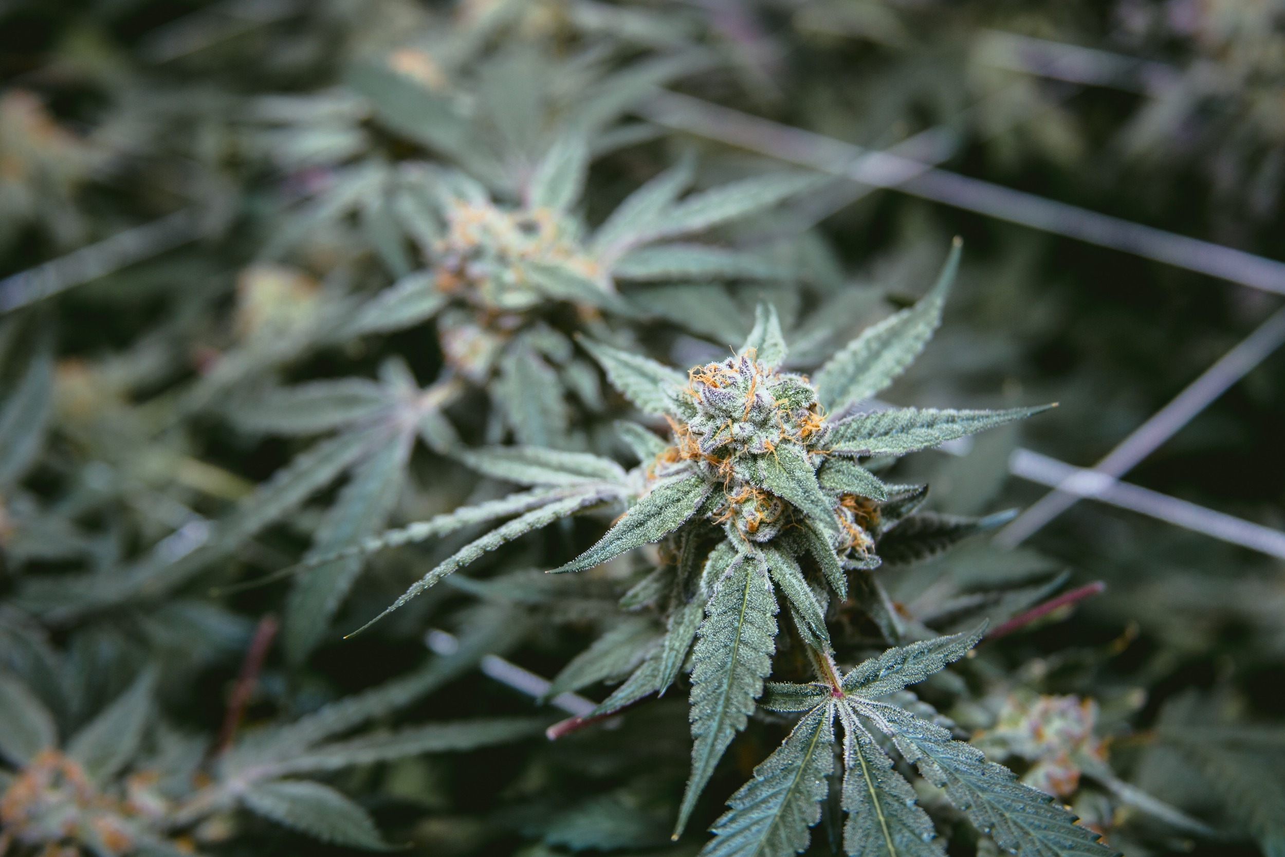 Over 90% Of California Pot Farms Infected With ‘severe’ Pathogen ...