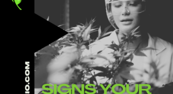 Signs Your Cannabis Plant is Unhealthy